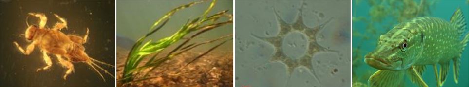 Zu sehen sind 4 Fotos, von links nach rechts: ein Kleinlebewesen, eine Wasserpflanze, eine einzellige Alge  und ein Fisch