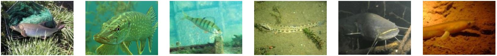 Auf den 6 Fotos sind die unterschiedlichen Fische im Gewässer abgebildet.