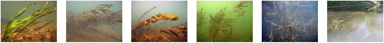Die 6 Fotos zeigen unterschiedliche höhere Wasserpflanzen im Gewässer.