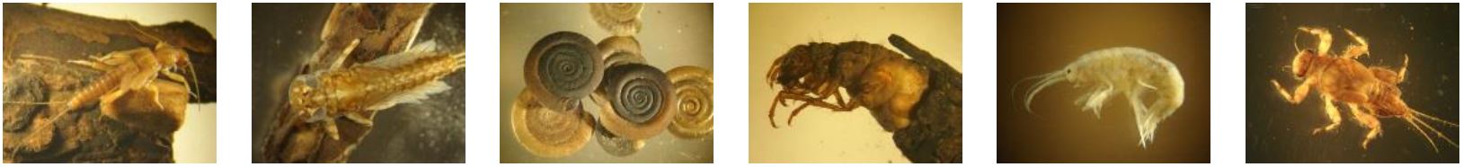 Die 6 Fotos zeigen verschiedene wirbellose tierische Organismen, u. a. eine Köcherfliegenlarve