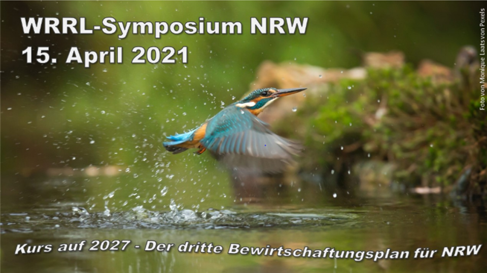 Nahaufnahme eines fliegenden Eisvogels über einer Wasserfläche. Einige Wassertropfen werden von ihm aufgewirbelt, im Hintergrund ist grüner Bewuchs zu erkennen. Auf dem Foto steht eine Beschriftung: WRRL-Symposium NRW, 15. April 2021, Kurs auf 2027 - Der dritte Bewirtschaftungsplan für NRW.