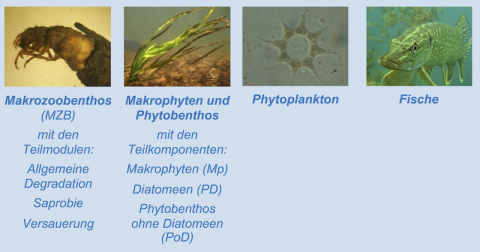 Das erste kleine Foto zeigt eine Köcherfliegenlarve, die zweite eine Wasserpflanze, die dritte Phytoplankton und die vierte einen Fisch