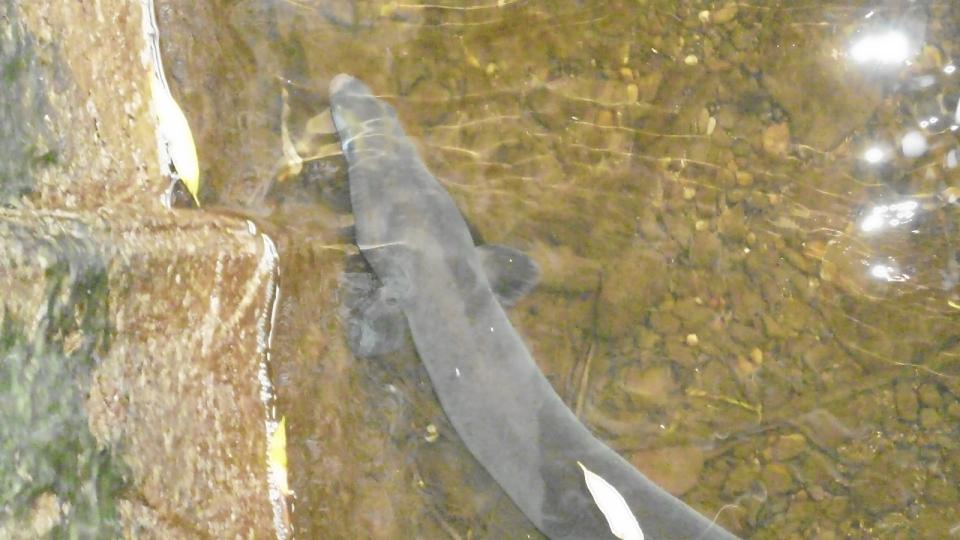 Auf einem Foto ist ein Aal im flachen Wasser zu sehen.