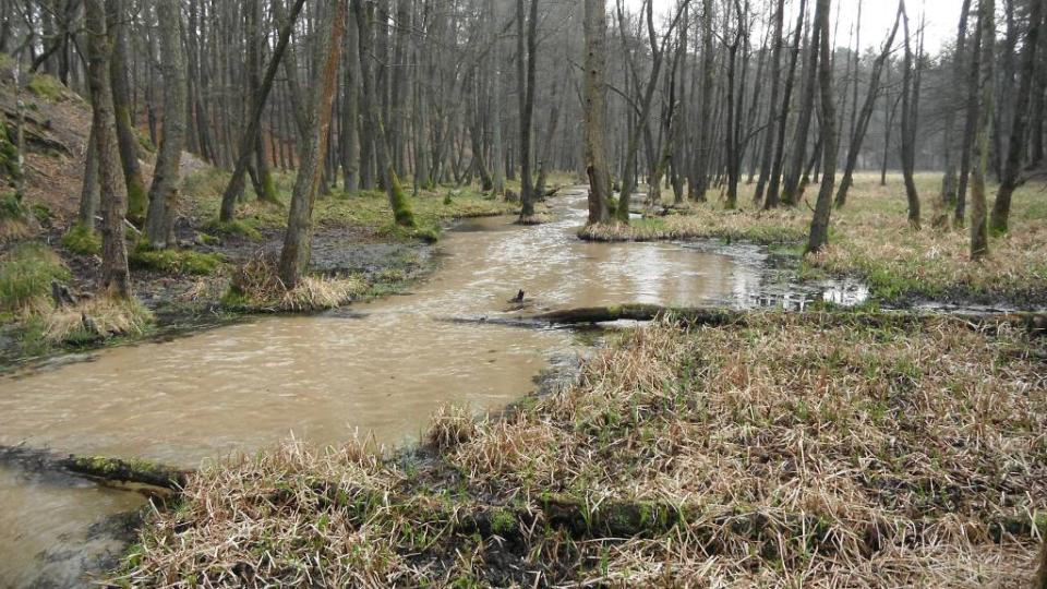 Das Foto zeigt einen gut gefüllten Bach mit kleinen Ausuferungen im waldigen Bereich. Im Gewässer liegen kleinere Baumstämme.
