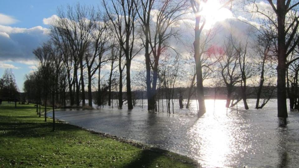 Überfluteter Uferbereich, große Wasserfläche, Bäume, die aus dem Wasser ragen, Rasen, Sonnenschein
