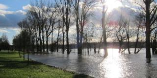 Überfluteter Uferbereich, große Wasserfläche, Bäume, die aus dem Wasser ragen, Rasen, Sonnenschein
