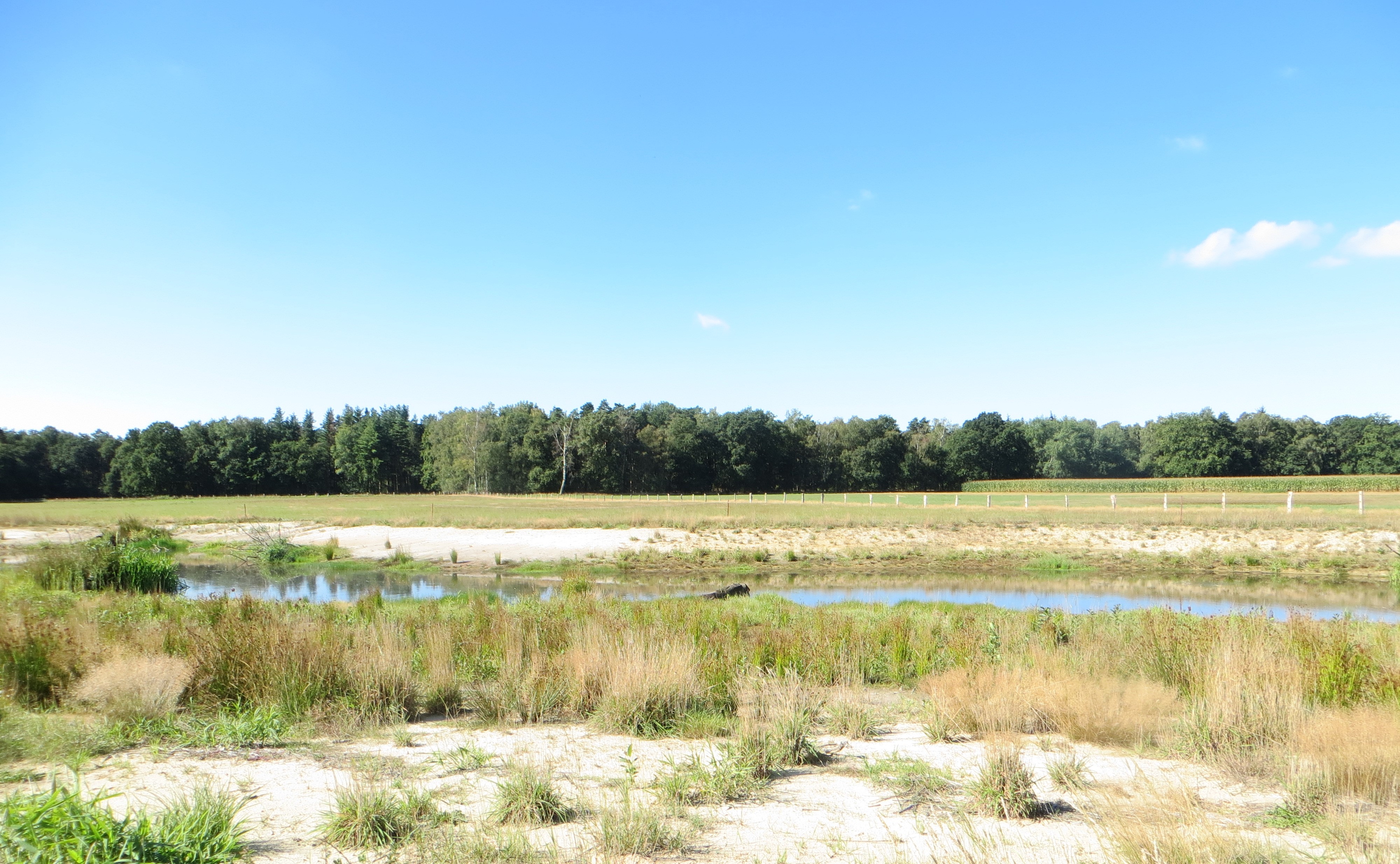 Ein breiteres geradverlaufendes Gewässer in der Bildmitte mit sandigem spärlich bewachsenem Uferhang. Im Hintergrund befindet sich ein Waldgebiet.